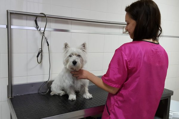 Servicio peluqueria canina y felina en mora