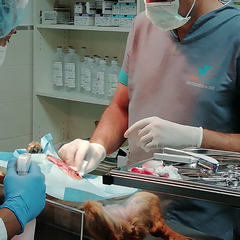 Servicio de medicina interna y cirugía