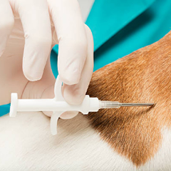 Servicio de Identificacion Animal