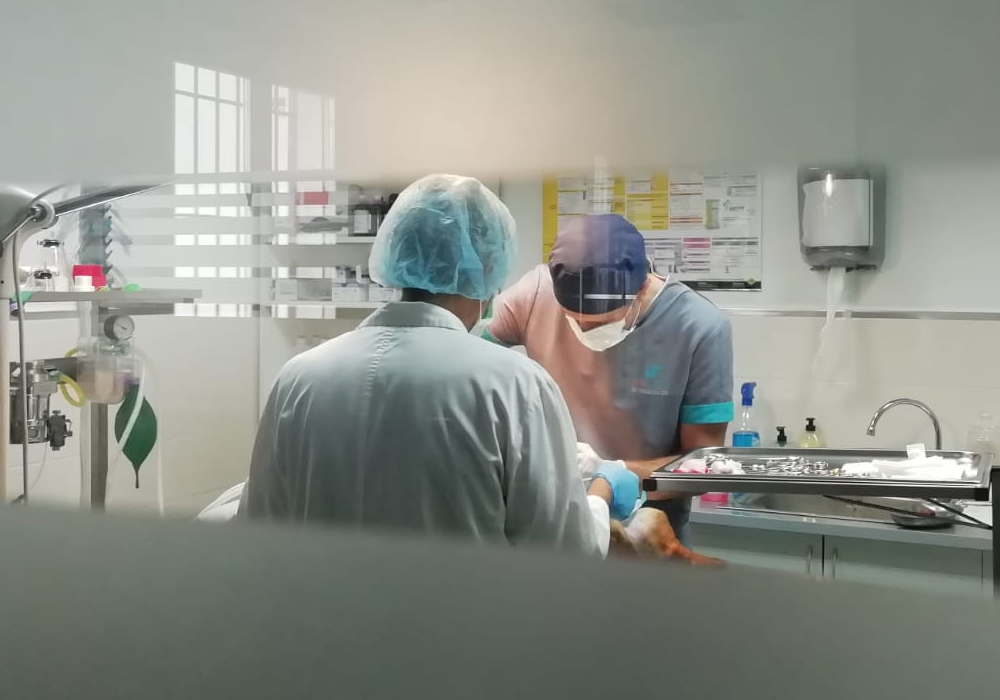 Veterinario en Mora Toledo